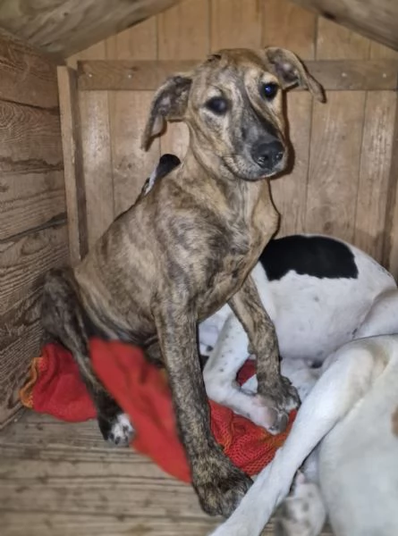 Giada 7mesi tigrata e Gioia 6mesi SENZA RICHIESTE.CATANIA | Foto 5