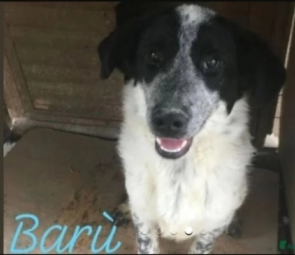 Bar&ugrave; 6anni salvato cucciolo mai nessuna chiamata.CALABRIA | Foto 3