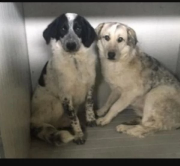 Bar&ugrave; 6anni salvato cucciolo mai nessuna chiamata.CALABRIA | Foto 2