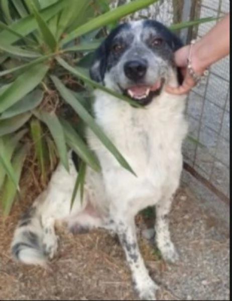 Bar&ugrave; 6anni salvato cucciolo mai nessuna chiamata.CALABRIA | Foto 1
