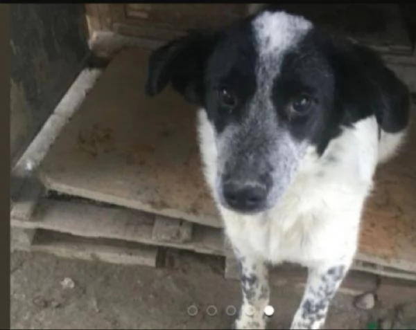 Bar&ugrave; 6anni salvato cucciolo mai nessuna chiamata.CALABRIA | Foto 0