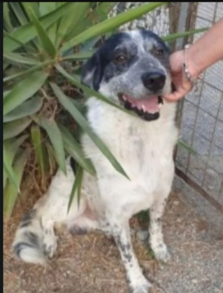 Bar&ugrave; 6anni salvato cucciolo mai nessuna chiamata.CALABRIA