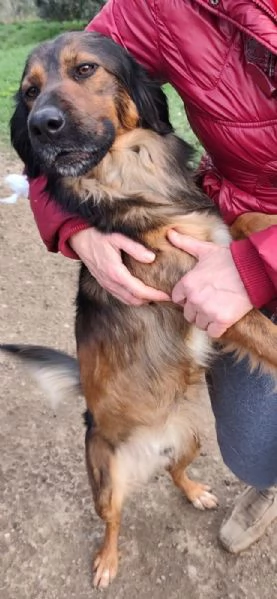 Aron 2anni e 1/2 mix Setter aspetta da sempre.COSENZA | Foto 1