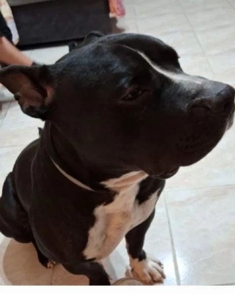 American Bully 3anni SFIGATO,SOS SUPER MIRACOLO.ALESSANDRIA | Foto 5