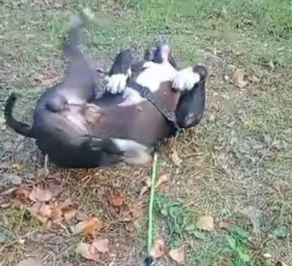 American Bully 3anni SFIGATO,SOS SUPER MIRACOLO.ALESSANDRIA | Foto 2