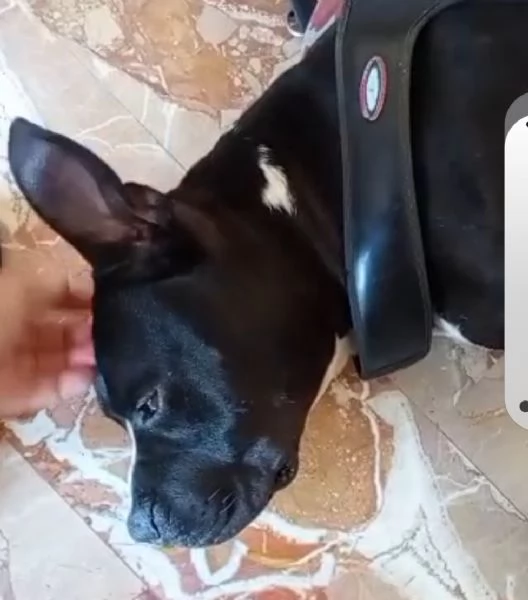 American Bully 3anni SFIGATO,SOS SUPER MIRACOLO.ALESSANDRIA | Foto 1