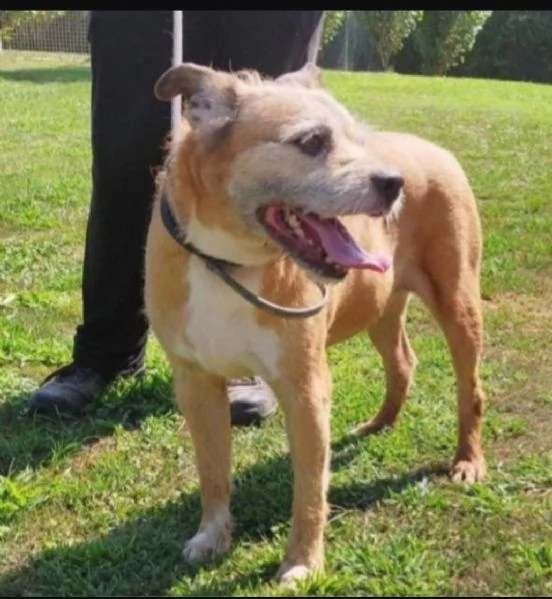 11anni tg contenuta,padrone deceduto 2anni [hidden] | Foto 1