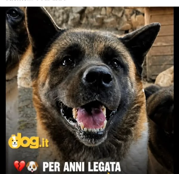 Akita Americana 6anni viveva a catena stretta!! LUCCA