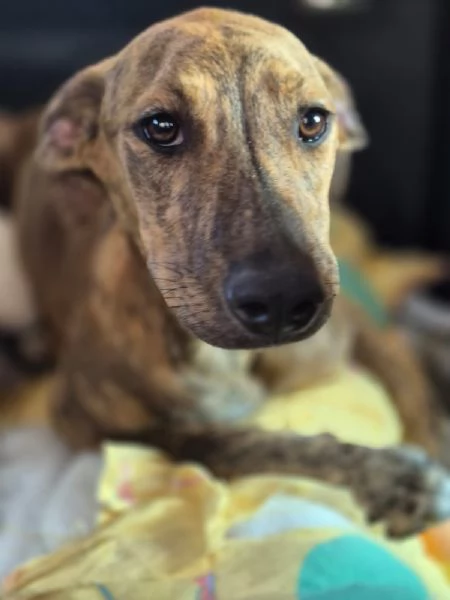 Ultime due cucciole 6 e 7 mesi senza richieste.SICILIA | Foto 3