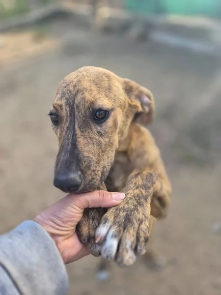 Ultime due cucciole 6 e 7 mesi senza richieste.SICILIA | Foto 2