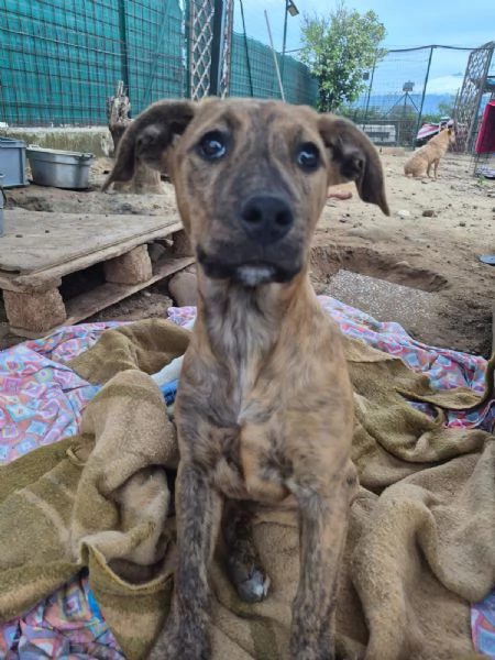 Ultime due cucciole 6 e 7 mesi senza richieste.SICILIA | Foto 1