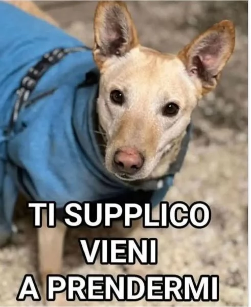 Teo 5anni tg contenuta nessuna chiamata.MANTOVA