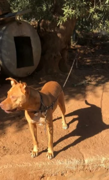 Tecla simil Pitbull Red Nose quasi 3anni salvata dalla [hidden] ( VA)