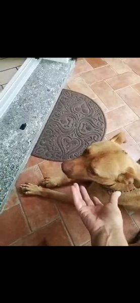 Tecla simil Pitbull Red Nose quasi 3anni salvata dalla [hidden] ( VA) | Foto 4