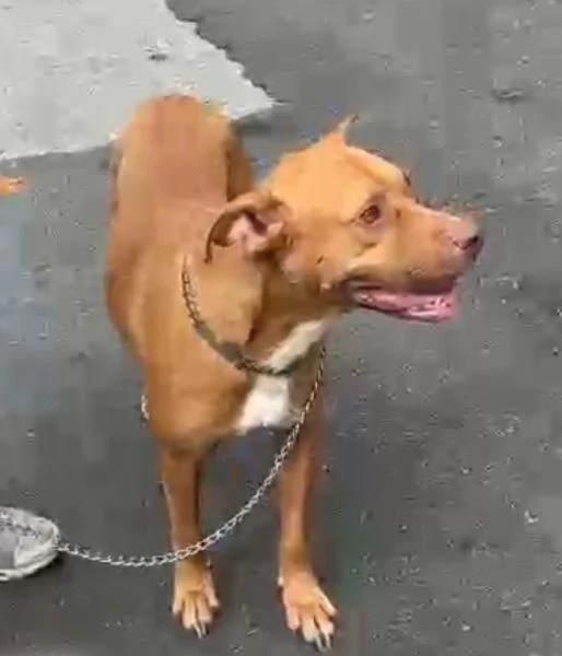 Tecla simil Pitbull Red Nose quasi 3anni salvata dalla [hidden] ( VA) | Foto 3