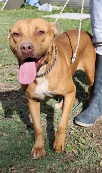 Tecla simil Pitbull Red Nose quasi 3anni salvata dalla [hidden] ( VA) | Foto 1