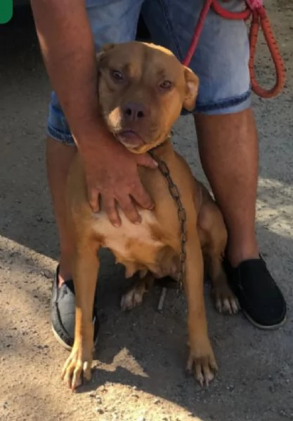 Tecla simil Pitbull Red Nose quasi 3anni salvata dalla [hidden] ( VA) | Foto 0