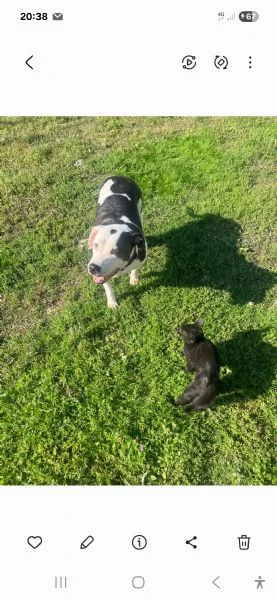 Amstaff 10anni,buona con gatti,URGENTE MILANO