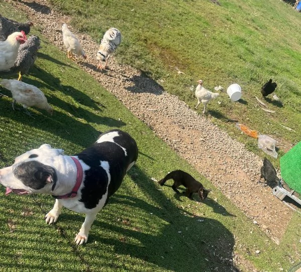 Amstaff 10anni,buona con gatti,URGENTE MILANO | Foto 0