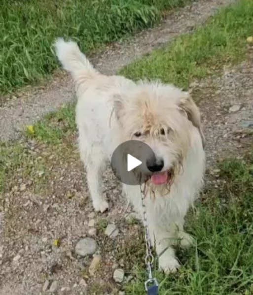 Simil Spinone splendido 6anni salvato 3anni fa dal suo [hidden] | Foto 5