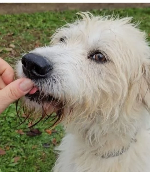 Simil Spinone splendido 6anni salvato 3anni fa dal suo [hidden] | Foto 3