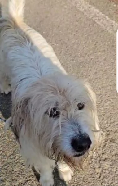 Simil Spinone splendido 6anni salvato 3anni fa dal suo [hidden] | Foto 2
