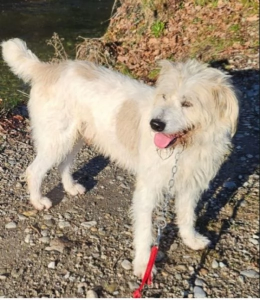 Simil Spinone splendido 6anni salvato 3anni fa dal suo [hidden] | Foto 1