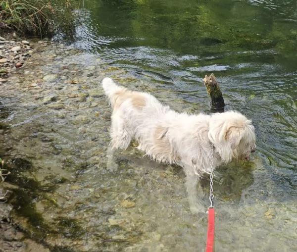 Simil Spinone splendido 6anni salvato 3anni fa dal suo [hidden] | Foto 0