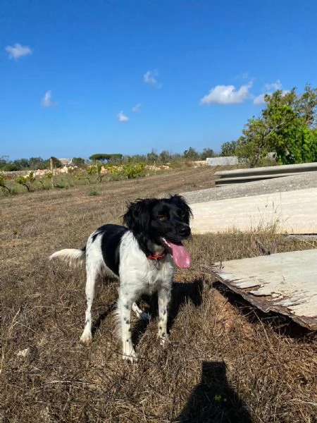 Cloe Breton 3anni splendida ok gatti LECCE | Foto 3