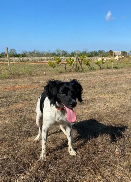 Cloe Breton 3anni splendida ok gatti LECCE | Foto 2