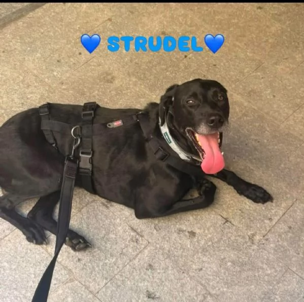 Strudel 8anni padrone deceduto,entrato in canile.ALESSANDRIA