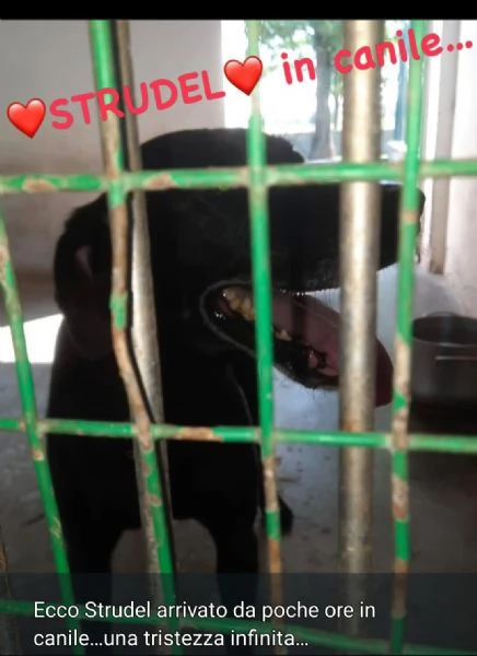 Strudel 8anni padrone deceduto,entrato in canile.ALESSANDRIA | Foto 1