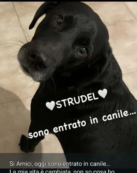 Strudel 8anni padrone deceduto,entrato in canile.ALESSANDRIA | Foto 0
