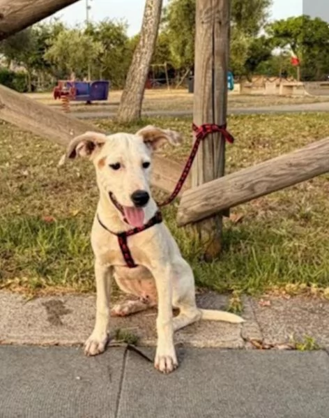 Max 6mesi trovato legato ad 1paletto.SIRACUSA | Foto 0