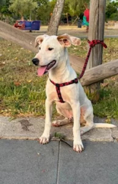 Max 6mesi trovato legato ad 1paletto.SIRACUSA