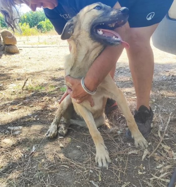 Mix pastorina 7mesi in recinto sola a pane ed acqua! CAGLIARI | Foto 3