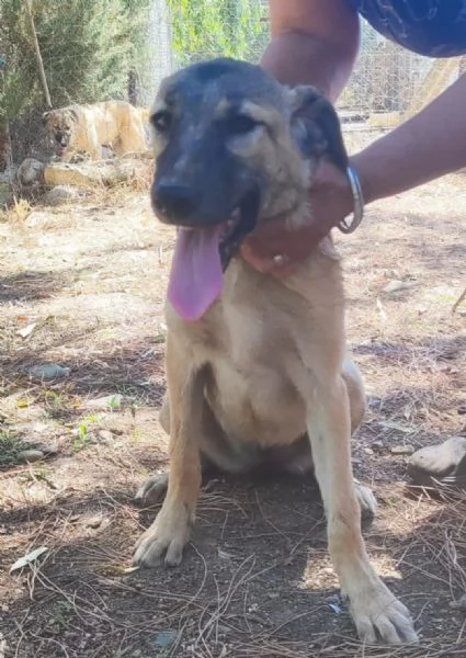 Mix pastorina 7mesi in recinto sola a pane ed acqua! CAGLIARI