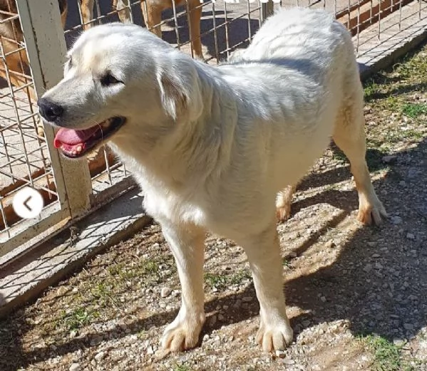 Bianca 12/14mesi splendida da cucciola in canile.Campobasso
