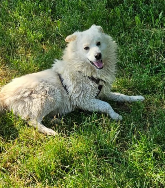 Maschio 5anni,2 di catena,3 in box SOS CASA [hidden] | Foto 3