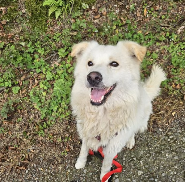 Maschio 5anni,2 di catena,3 in box SOS CASA [hidden] | Foto 0