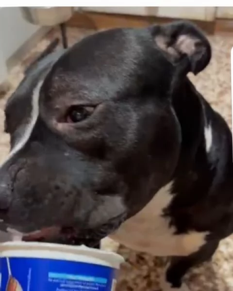 Amstaff/Bully 3anni SFIGATO,4 ABBANDONI! SOS MIRACOLO MANTOVA  | Foto 6