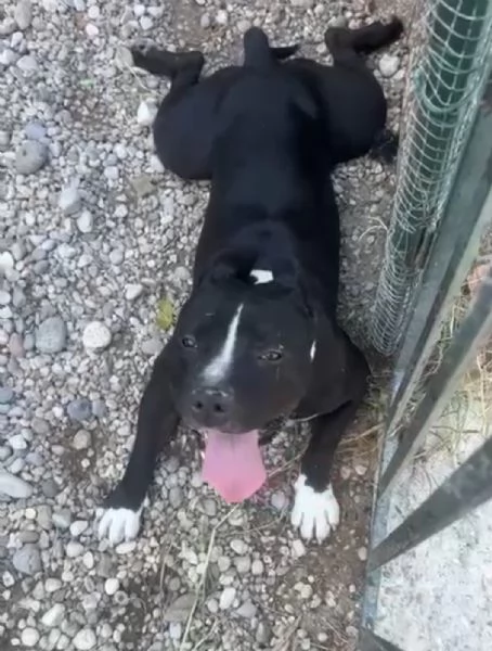 Amstaff/Bully 3anni SFIGATO,4 ABBANDONI! SOS MIRACOLO MANTOVA 