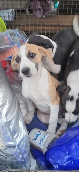 3cucciole femmine 3mesi tg media salvate da stenti.COSENZA | Foto 6