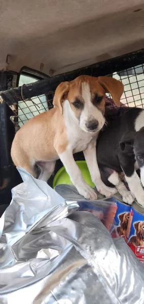 3cucciole femmine 3mesi tg media salvate da stenti.COSENZA | Foto 4