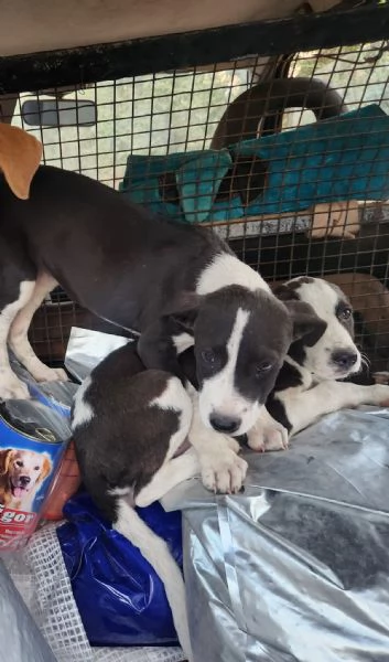 3cucciole femmine 3mesi tg media salvate da stenti.COSENZA | Foto 3