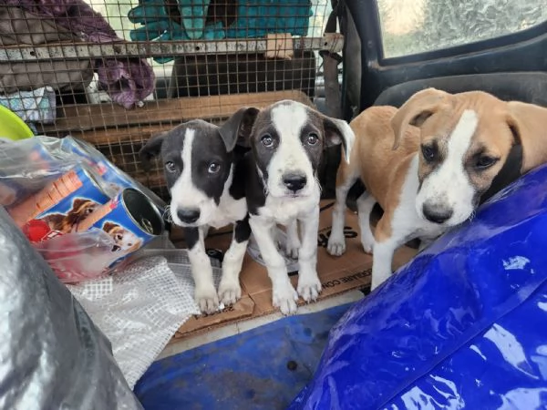 3cucciole femmine 3mesi tg media salvate da stenti.COSENZA | Foto 2