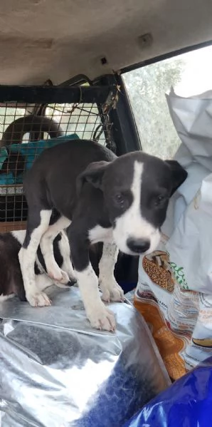 3cucciole femmine 3mesi tg media salvate da stenti.COSENZA | Foto 0