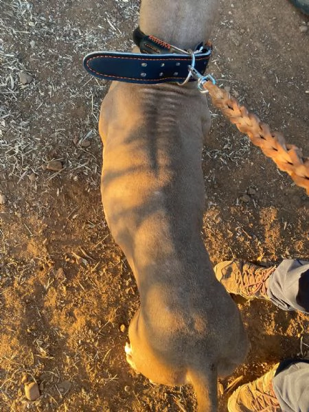 Pitbull Red Nose femmina 2/3anni,salvata da una realt&agrave; di fame e sete COSENZA