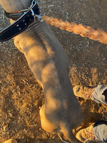 Pitbull Red Nose femmina 2/3anni,salvata da una realt&agrave; di fame e sete COSENZA | Foto 5