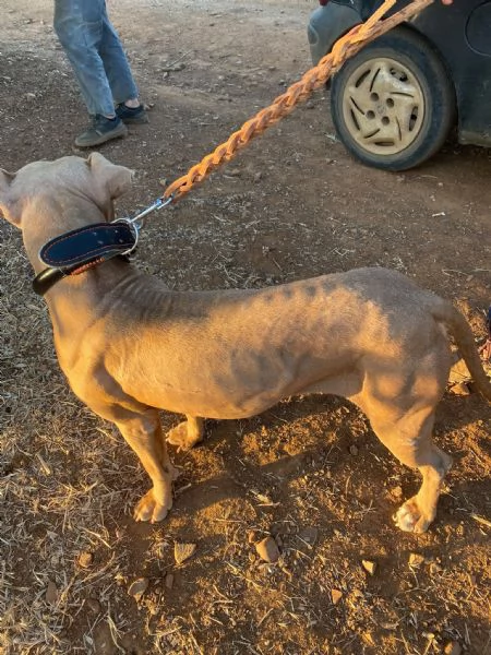 Pitbull Red Nose femmina 2/3anni,salvata da una realt&agrave; di fame e sete COSENZA | Foto 3